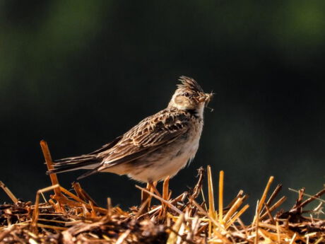 Vogel des Jahres 2019: Die Feldlerche