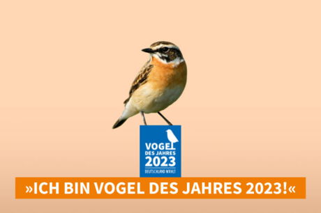 Vogel des Jahres 2023: Das Braunkehlchen