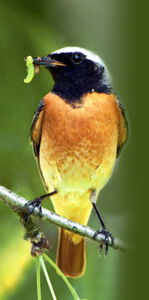 Vogel des Jahres 2011: Der Gartenrotschwanz