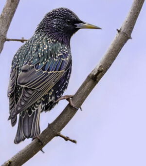 Vogel des Jahres 2019: Der Star Vogel des Jahres 2019: Der Star
