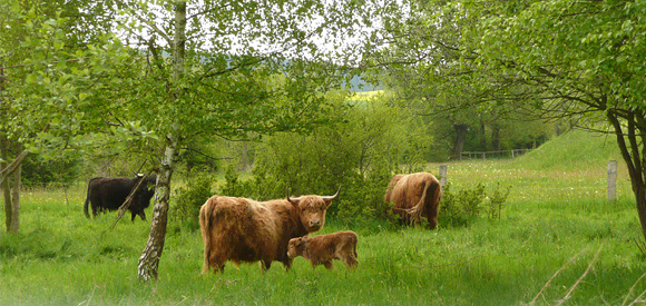 Huteweide